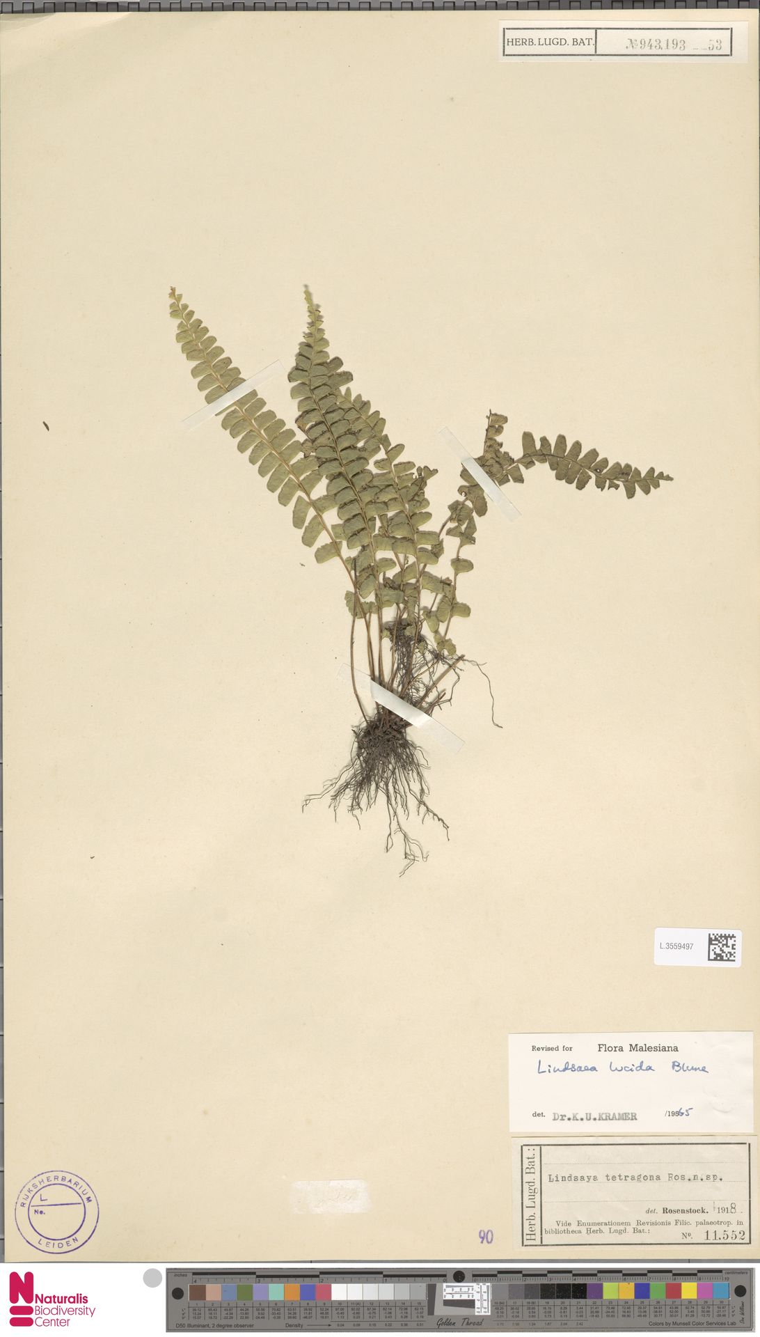 Lindsaea lucida image