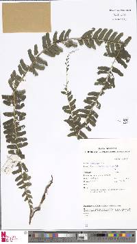 Lindsaea oblanceolata image