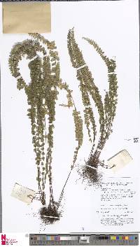 Lindsaea brevipes image