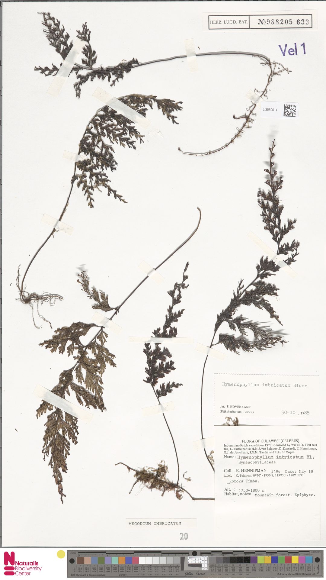 Hymenophyllum imbricatum image