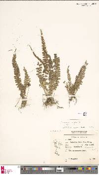 Lindsaea lucida image