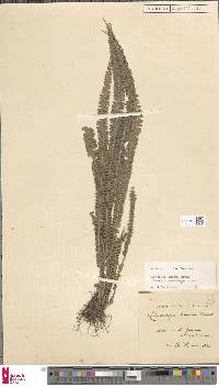 Lindsaea brevipes image