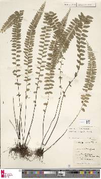 Osmolindsaea odorata image