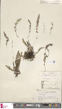 Osmolindsaea odorata image