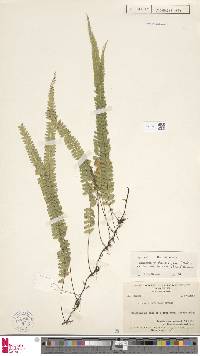 Lindsaea pulchella var. falcata image