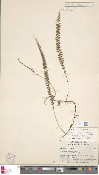 Lindsaea pulchella var. blanda image