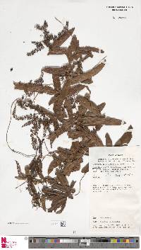 Lygodium trifurcatum image