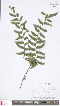Lygodium polystachyum image