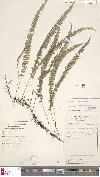 Lindsaea pulchella image