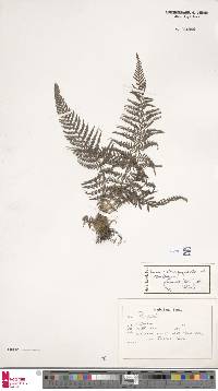 Macrothelypteris polypodioides image