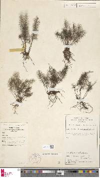 Abrodictyum meifolium image