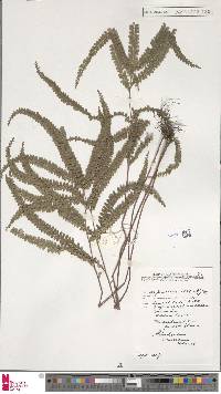 Lindsaea azurea image
