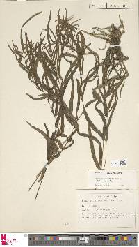 Lindsaea ensifolia image