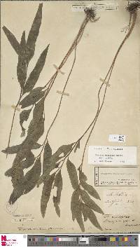 Lindsaea ensifolia image