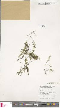 Hymenophyllum subdemissum image