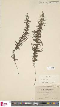 Image of Lindsaea apoensis