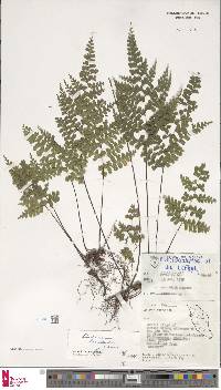 Lindsaea bouillodii image