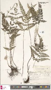Image of Lindsaea bonii