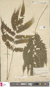 Lindsaea doryphora image