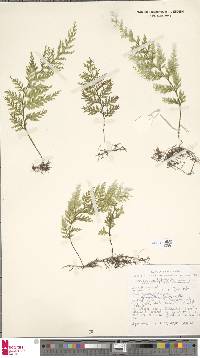 Hymenophyllum thuidium image