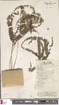 Lindsaea azurea image