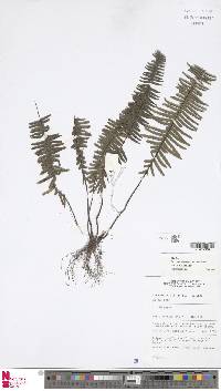 Lindsaea divergens image