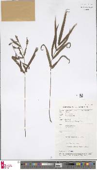 Lindsaea ensifolia image