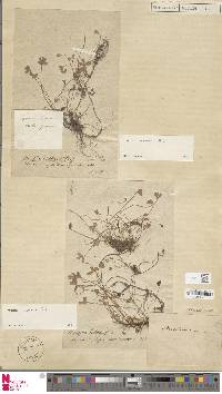 Marsilea capensis image