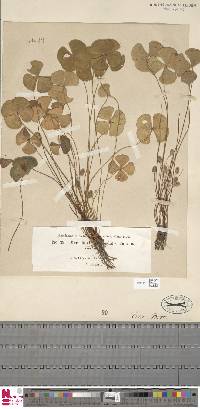 Marsilea drummondii image