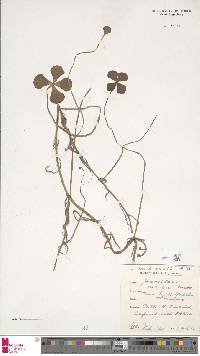 Marsilea mutica image