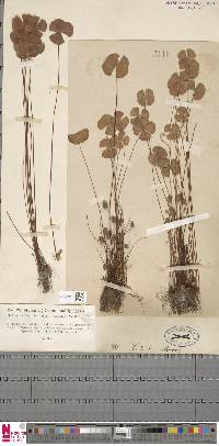 Marsilea drummondii image