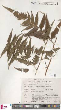 Microlepia platyphylla image
