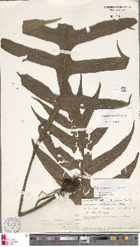 Leptochilus insignis image