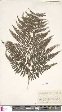 Monachosorum arakii image