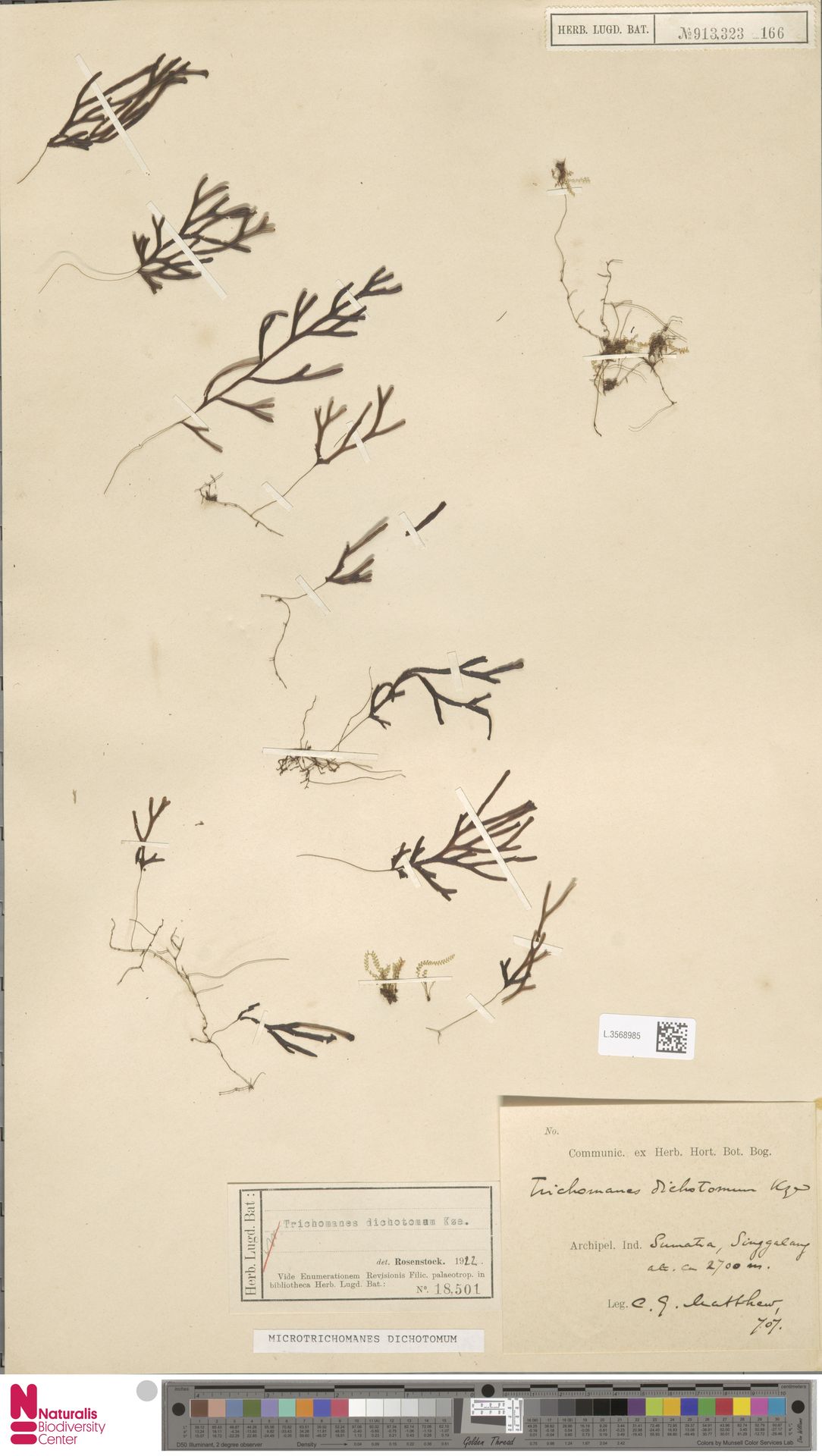 Crepidomanes dichotomum image