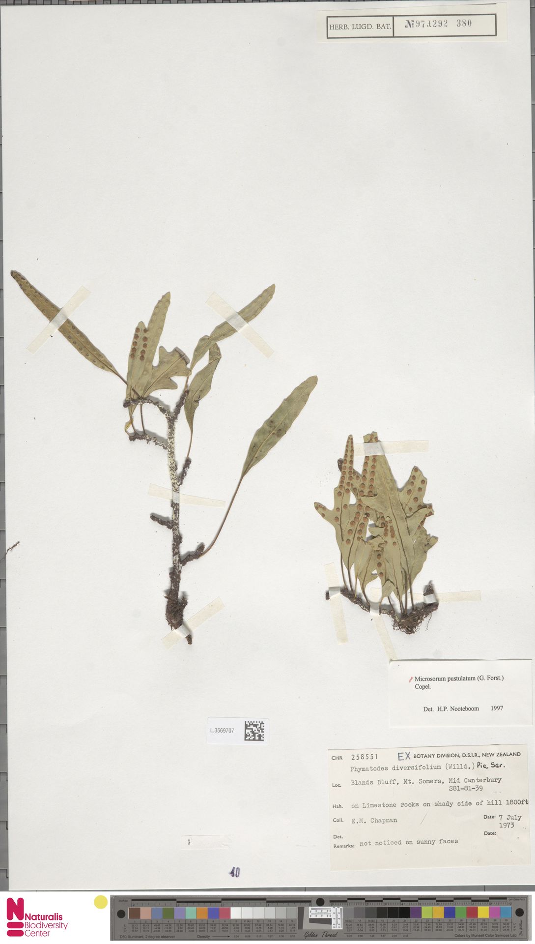 Phymatosorus pustulatus subsp. pustulatus image