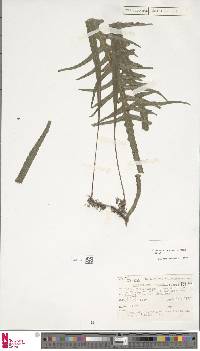 Phymatosorus scandens image