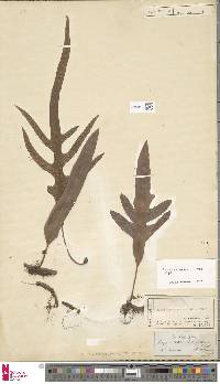 Phymatosorus pustulatus subsp. pustulatus image