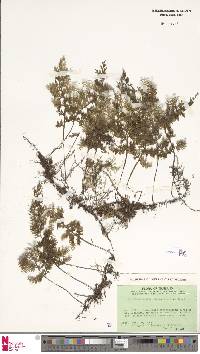 Hymenophyllum badium image