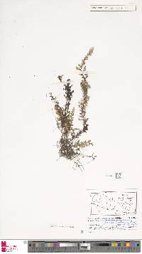 Hymenophyllum inaequale image