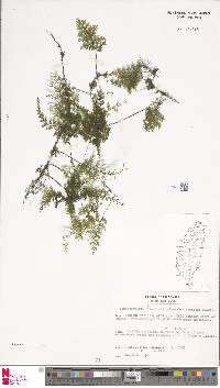 Hymenophyllum inaequale image