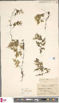 Hymenophyllum badium image