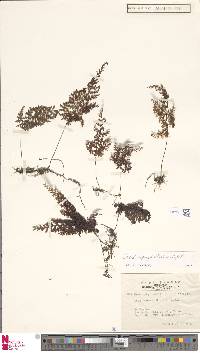 Hymenophyllum inaequale image