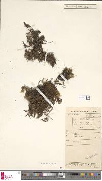 Hymenophyllum australe image