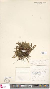 Hymenophyllum ooides image