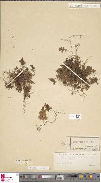 Hymenophyllum leratii image