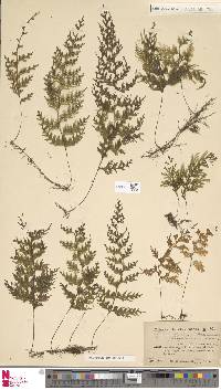 Hymenophyllum junghuhnii image