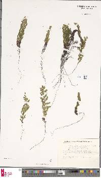 Hymenophyllum kuhnii image