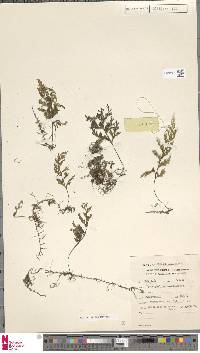 Hymenophyllum javanicum image