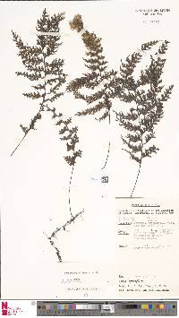 Hymenophyllum imbricatum image